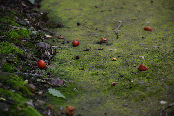 創(chuàng)新土壤污染管控模式，廣州為企業(yè)綠色發(fā)展“保駕護(hù)航” 